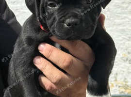 staffordshire bull terriers, kc registered, champion bloodlines