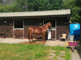 Share for 15.1 chestnut mare