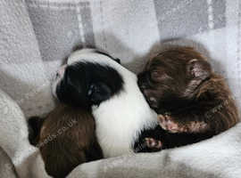 Shih tuz puppies
