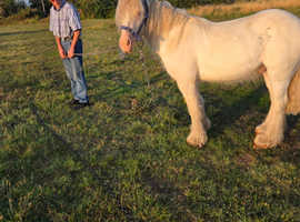 Lovely striking white/ blagdon pony