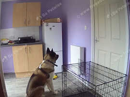 American akita