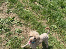 Kc toy poodle