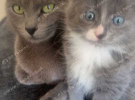 Russian blue female