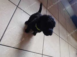 Kerry blue terriers N.Ireland