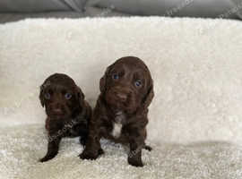 cocker spaniels puppies