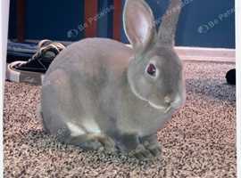 French lop cross rex
