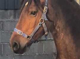 Sec D cob mare