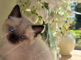 Ragdoll male kitten seal point ragdoll