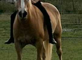 14.3 haflinger for share