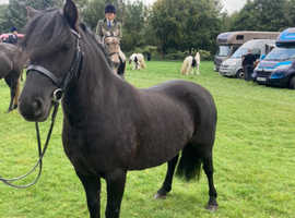 12hh project pony