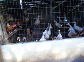 I have facilities to rehome  Female ducks
