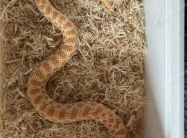 Male baby albino Hognose