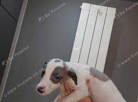 Last 2 whippet puppies - Ready to leave