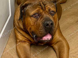Beautiful Boerboel Male 16months