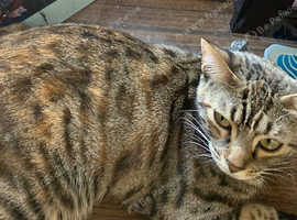 Jackie One Year Old Bengal Cat