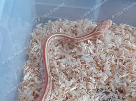2 young female tessera corns