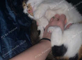 Honey the calico cat