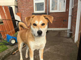 Cross breed dog needing a new home