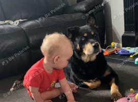 Husky X Rottweiler