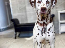 Fashion kc registered dalmatian puppies for