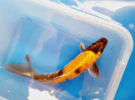 koi from £5