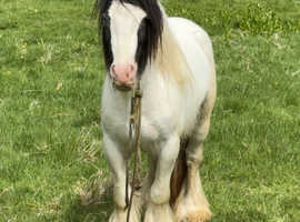 Mini cob
