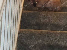 Brown male sphynx neutered