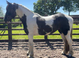 4yr old 14.1 cob mare