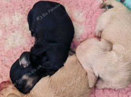 MINIATURE DACHSHUND PUPS