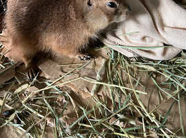 2 year old male prairie dog for sale