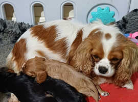 Cavalier king charles spaniel best sale near me