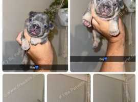 Gorgeous French bulldog puppies for sale