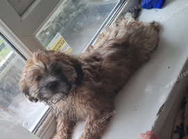 12 week old female shichon