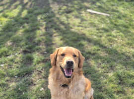 Outstanding golden retriever