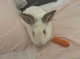 Beautiful rabbit