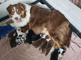 KC registered and health tested Australian Shepherd Puppies