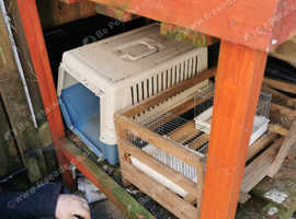 Cat carrier FREE