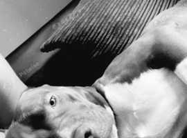 Collie Cane Corso X Staff pointer
