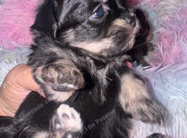 Tini adorable Malchi puppies