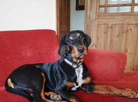 Austrian hound Black and Tan for adoption