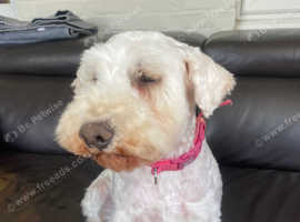 Kc Registered Miniature schnauzer