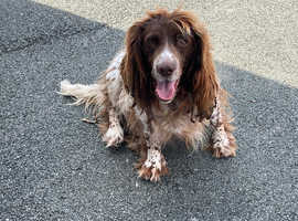 Springer