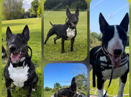 Outstanding KC Registered Bull Terrier Puppies