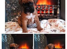 Boxer Puppies For Sale Tailed & Bobtail