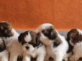Shih tzu Puppies