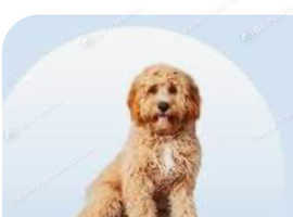 Looking for Cavapoo puppy 11th August onwards