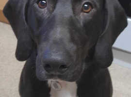 15 month old Beagle x Bloodhound