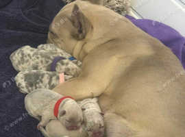 French Bulldog Lovely Puppies