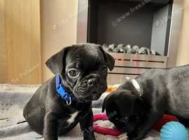 Beautiful Frug puppies!