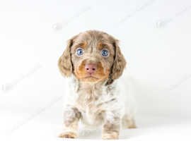 Long haired hotsell dachshund price